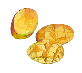Realistic cut mango watercolor painting. Illustration on white background