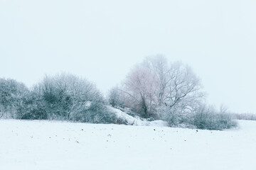 Winter snowy nature . Scenery with tree on the white snowy field