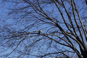 A lonely bird sunning in a bare tree in the winter shows a blue and black art