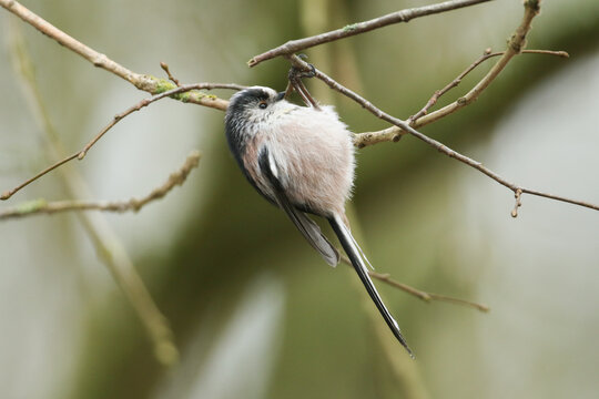 A Long-tailed Tit, Aegithalos caudatus, hanging from a branch of a tree searching for insects to eat in winter.