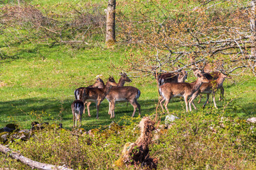 Beautiful Fallow deers in the landscape at spring