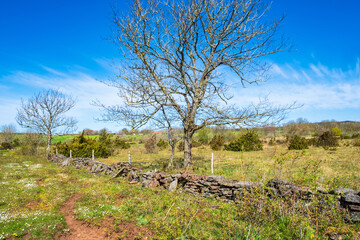 View of a stone wall with trees on a moorland landscape