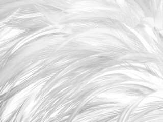 Obraz premium Beautiful abstract black feathers on white background and soft white feather texture on white pattern, dark theme wallpaper, gray feather background, black banners