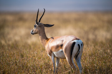 Closeup of Grant's gazelle in a meadow in Ngorongoro Conservation Area in Tanzania