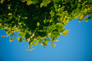 fresh green linden leaves on a blue sky background. Selective focus macro shot with shallow DOF
