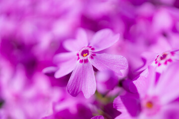 春の陽光を浴びるピンク色のシバザクラのアップ