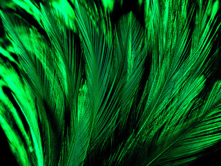 Beautiful abstract yellow and green feathers on dark background, black feather texture on dark pattern and green background, feather wallpaper, love theme, valentines day