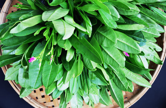 Talinum paniculatum plant, Ceylon Spinach, Surinam Purslane on bamboo basket.