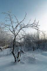 Garden and apple trees covered in snow
