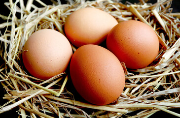 Organic chicken eggs in the nest.