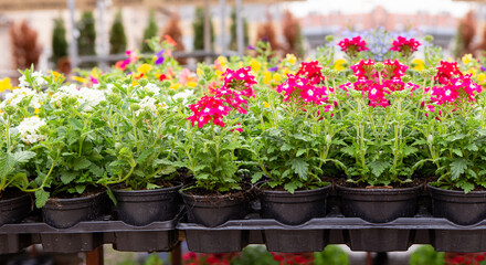 Sale of flowers at the city market. Plants in a pot close-up.