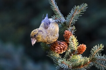 Red Crossbill