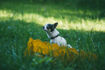 A small funny Chihuahua dog sitting on the green grass yard and sniffing the air against a blurred summer garden. Stay at home coronavirus covid-19 quarantine concept. Garden summer day