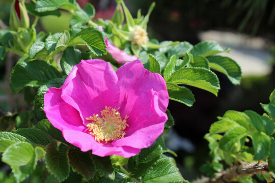 ハマナスの花 の画像 1 575 件の Stock 写真 ベクターおよびビデオ Adobe Stock