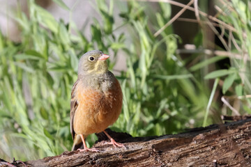Fototapeta premium Ortolan Bunting