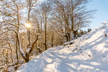 Snowy forest in the town of Oiartzun in Peñas de Aya, Gipuzkoa. Basque Country