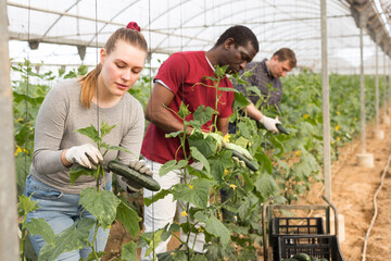 Portrait of international farmer team engaged in cucumbers cultivation in hothouse during harvest in spring day