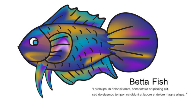 super full color halfmoon batta fish in movement on white background