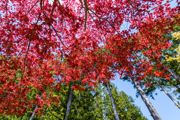 Fototapeta na wymiar Red leaves foliage in Japan during the Momiji autumn season