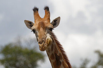 Naklejka na ściany i meble Female giraffe has deformed jaw, lopsided mouth