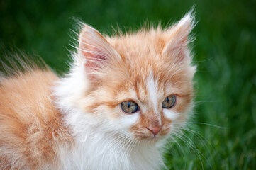 Naklejka na ściany i meble A little orange and white kitten in the garden