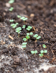 Small sprouts of radish in the ground.