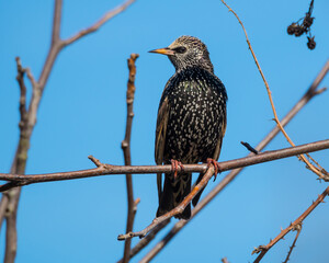 Starling perching on the branch on blue sky background