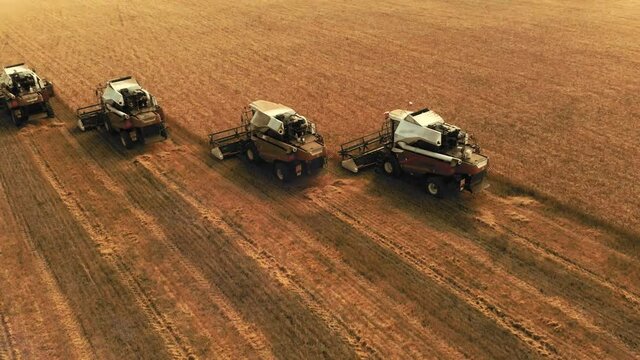 Four modern red-and-white combine harvesters stand on a large field in parallel. Harvest. The video was shot on a quadrocopter that flew in a circle.