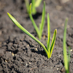 Small sprouts of garlic in the ground.