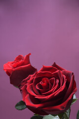 Background for Valentine's Day greeting card.Valentines day concept.Red, beautiful blooming rose. Close up.