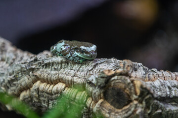 Mission Golden-eyed Tree Frog