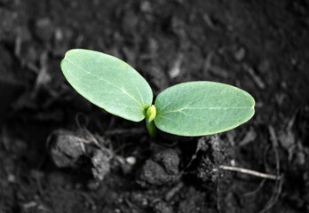 Cucumber sprout in the spring.