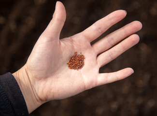 Close-up of seeds in hand.