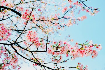 満開の桜が美しい