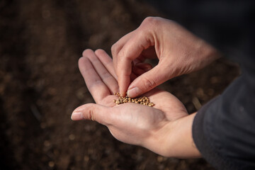 The girl sows seeds in the ground