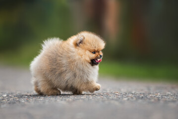 funny spitz puppy walking on the road outdoors