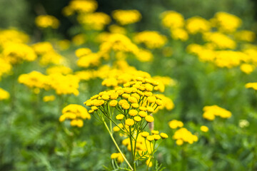 Bitter button or tansy. Fresh herbs - wild medicinal plant on meadow.