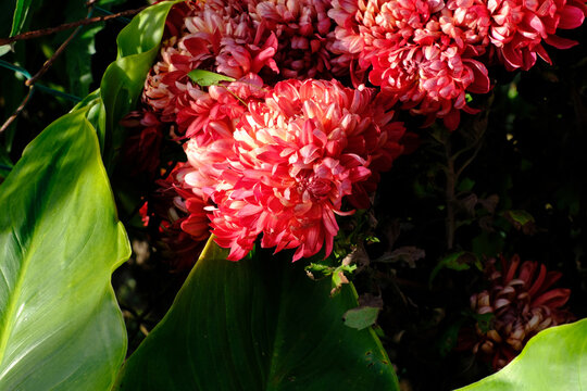 Fiori rossi di crisantemo in un giardino.