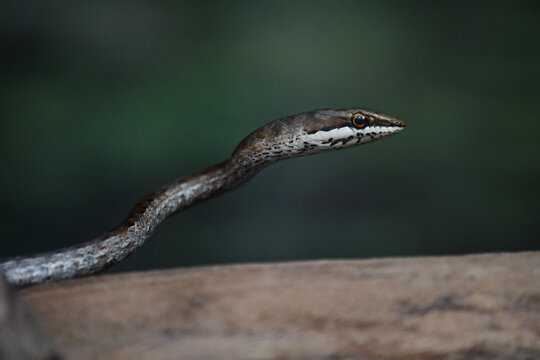 Close up of a snake with a green background.