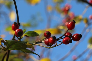 red berries in autumn