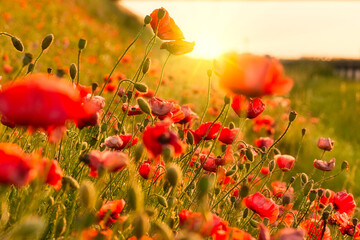 Field of red poppies in bright evening light