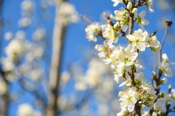 Fruit trees bloom in spring against a background of blue sky and other flowering trees. Close-up
