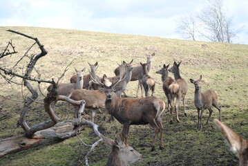 Rehgruppe