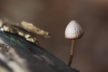 Tiny mushroom on dead tree trunk