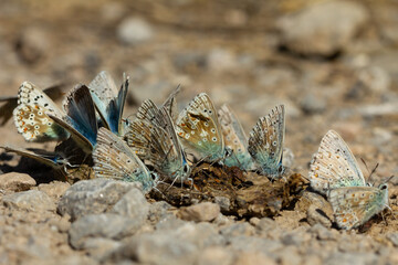 Chalkhill blue (Polyommatus coridon), small butterfly group looking for mineral salts