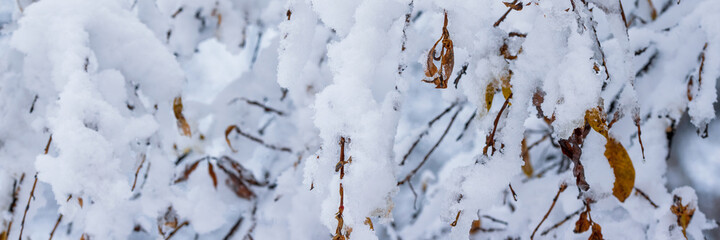 Snow on the branches of trees and bushes after a snowfall. Beautiful winter background with snow-covered trees. Plants in a winter forest park. Cold snowy weather. Cool panoramic texture of fresh snow