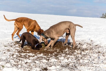 Dog digging under clear snow. Dog digging in snow, looking for rabbits. A pack of dogs in the snow. Dogs hunt mice.