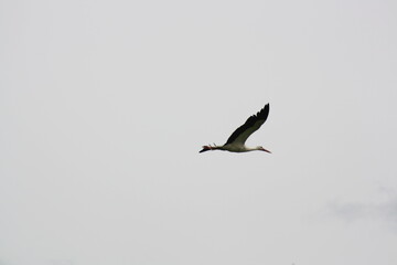 Storch