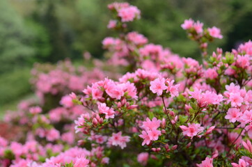 越生町　五大尊つつじ公園のツツジ