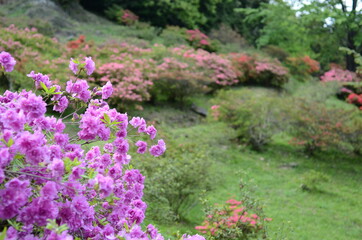 越生町　五大尊つつじ公園のツツジ